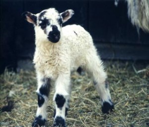 Baby-Lambs-2002-copy-1 