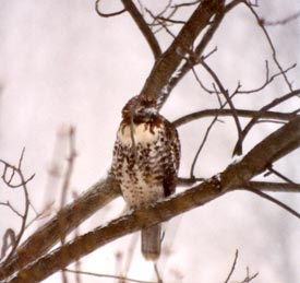 Birds-in-Snow-Storm-2005-co