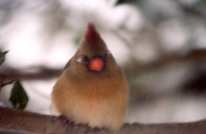 Birds-in-a-Snow-Storm-2005-