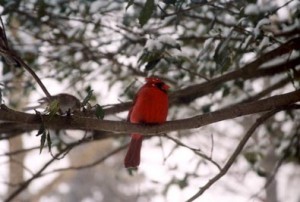 BirdsinSnow-Storm-2005-co