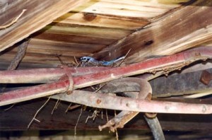 Blue-Jay-Nests-2005