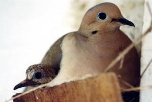 Front-Porch-Dove-family