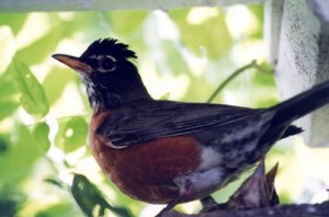 Front-Porch-Robin-Family-co