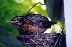 Front-Porch-Robin-Family