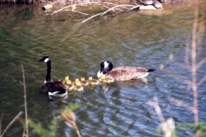 Goose-Family-1994