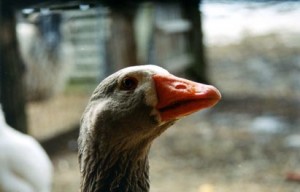 Honk-the-Goose-2004