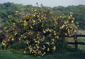 Old-Yellow-rose-Bush-2002 