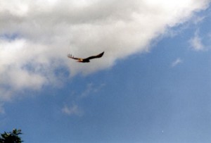 Red-Tail 01-2001