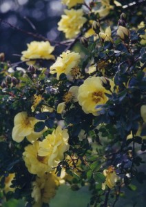 Roses-from-old-bush-2002 