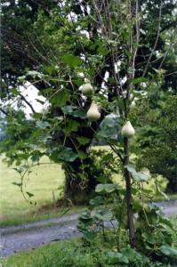 Sam s-Gourds-2005 