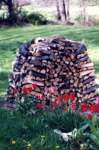 Sam s-Wood-Pile-19994 