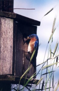 Sams-Blue-Birds-1997-copy