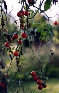 Sams-Tomatoes-2004-copy 