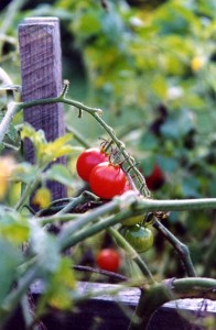 Sams-Tomatoes-2004 