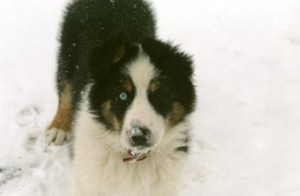 Woofie-In-Snow-Feb.-2006